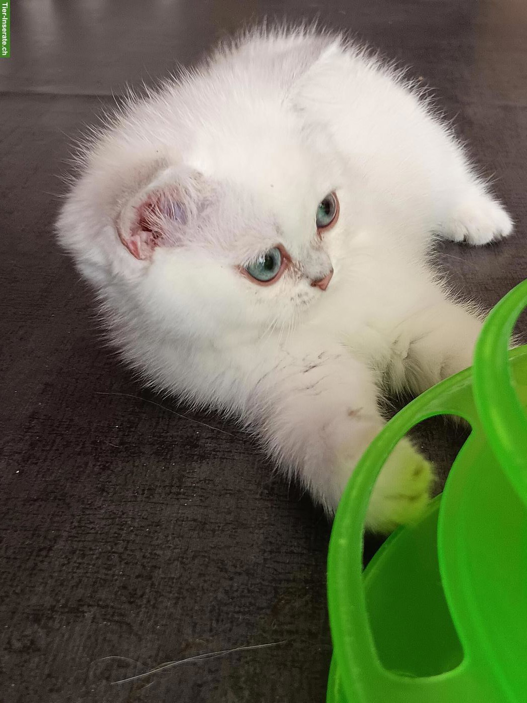 Bild 9: Britisch Kurzhaar Kitten / Katerchen mit Stammbaum