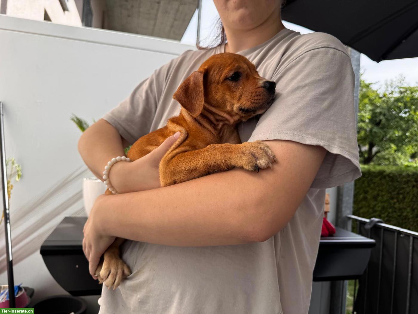American Staffordshire Terrier Welpen