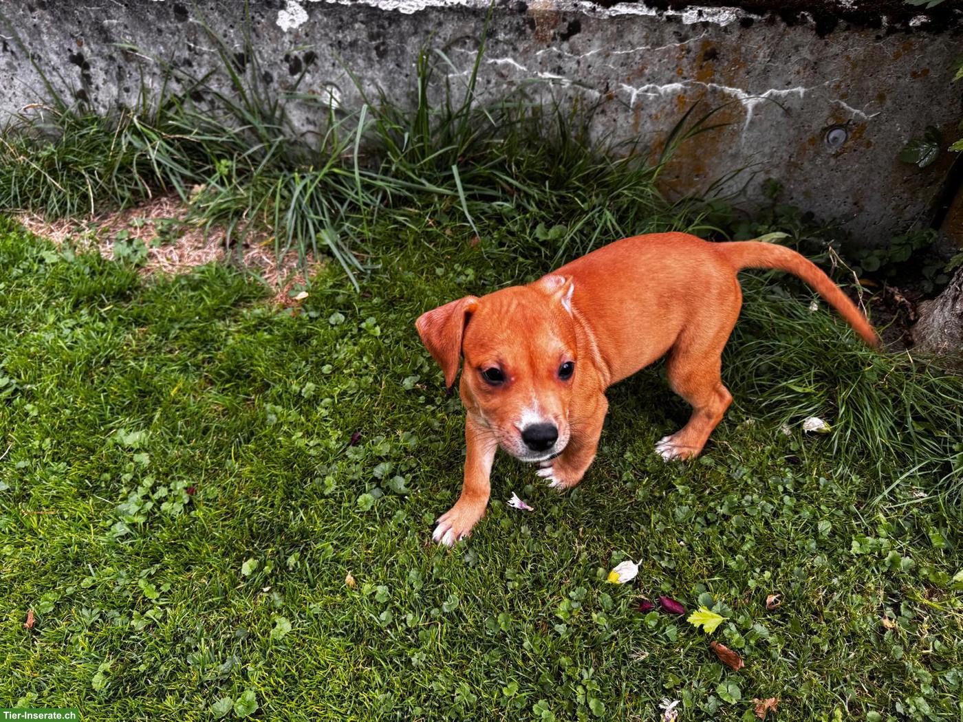 Bild 3: American Staffordshire Terrier Welpen