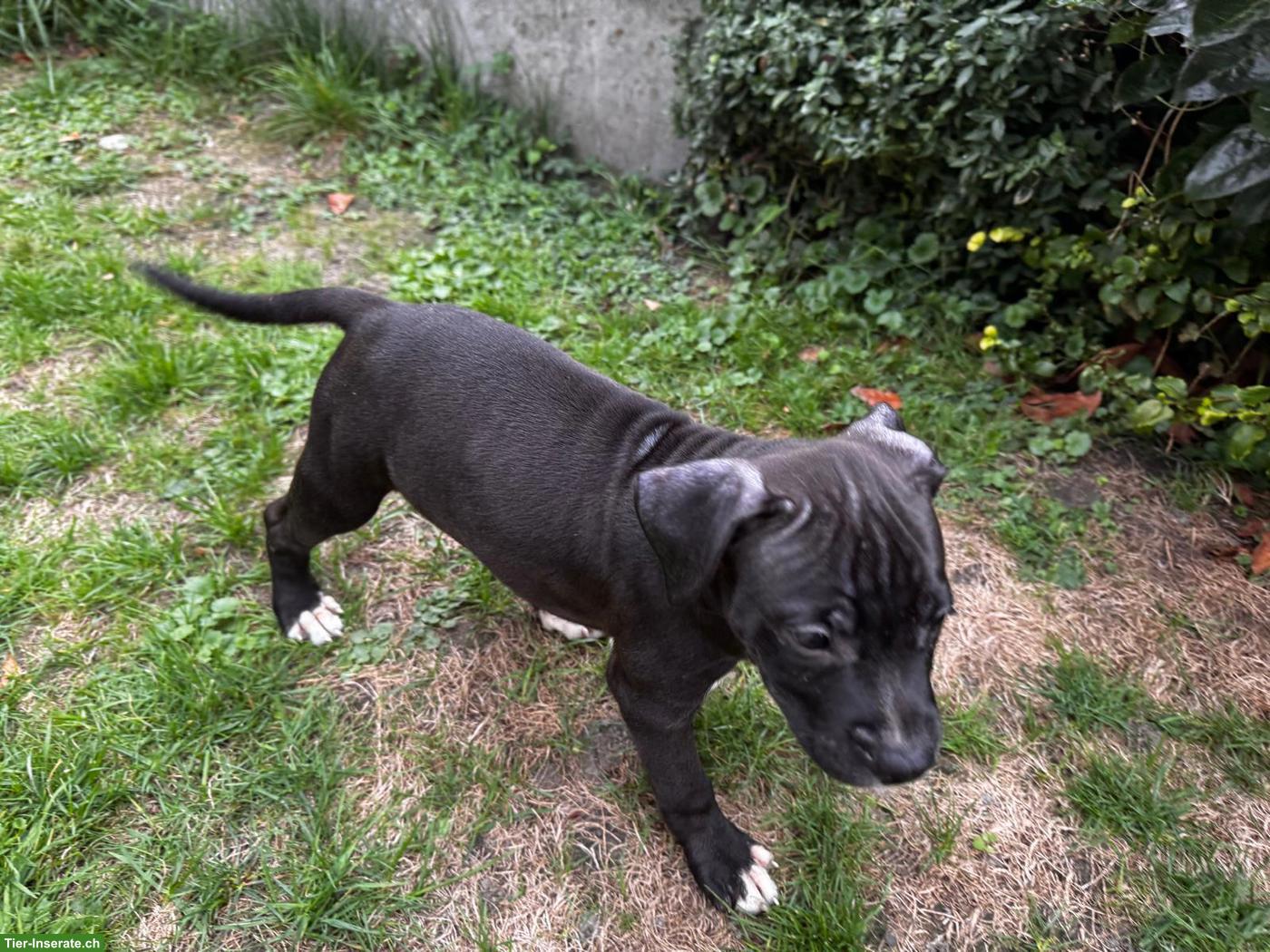 Bild 6: American Staffordshire Terrier Welpen