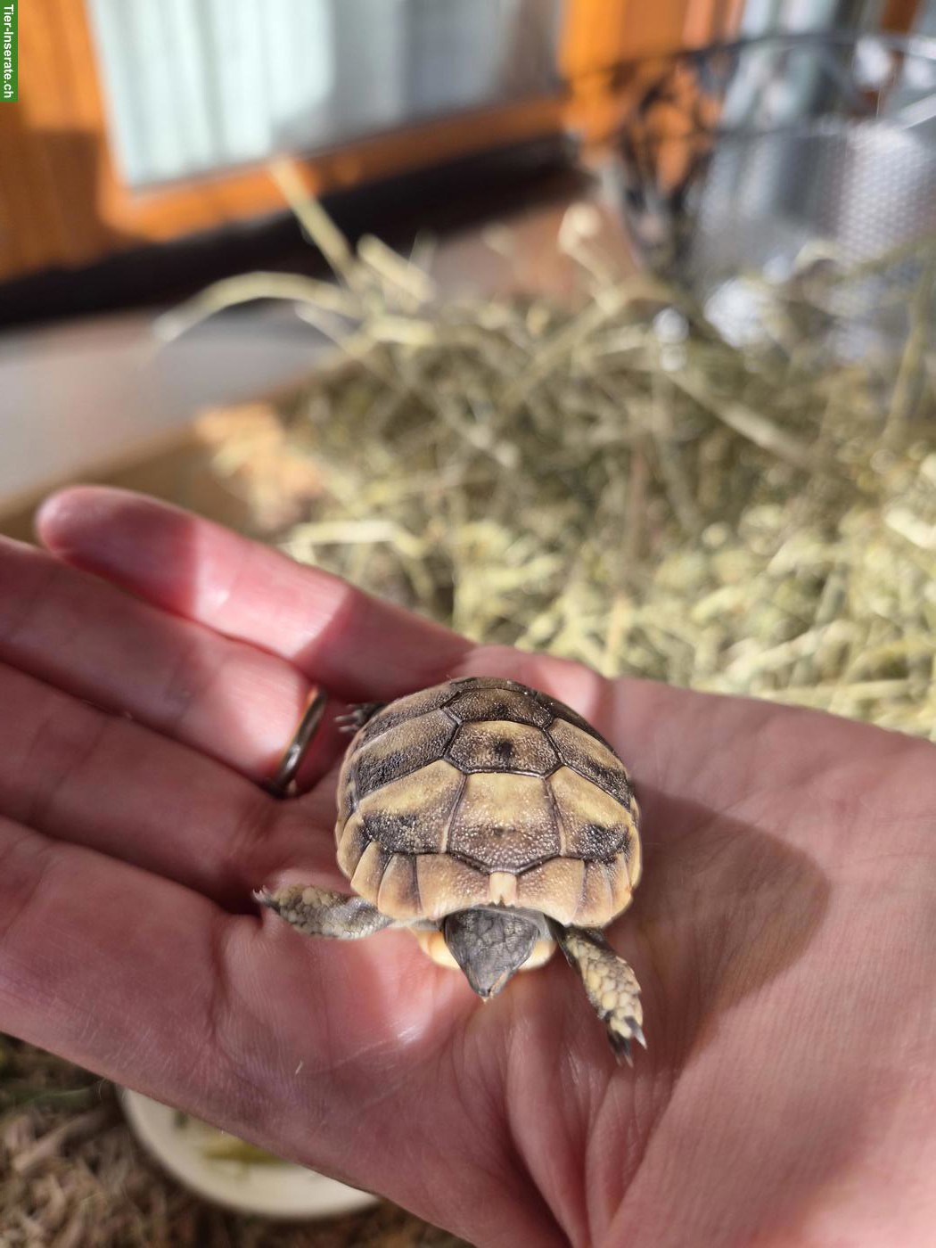 Junge Griechische Landschildkröten aus Naturbrut
