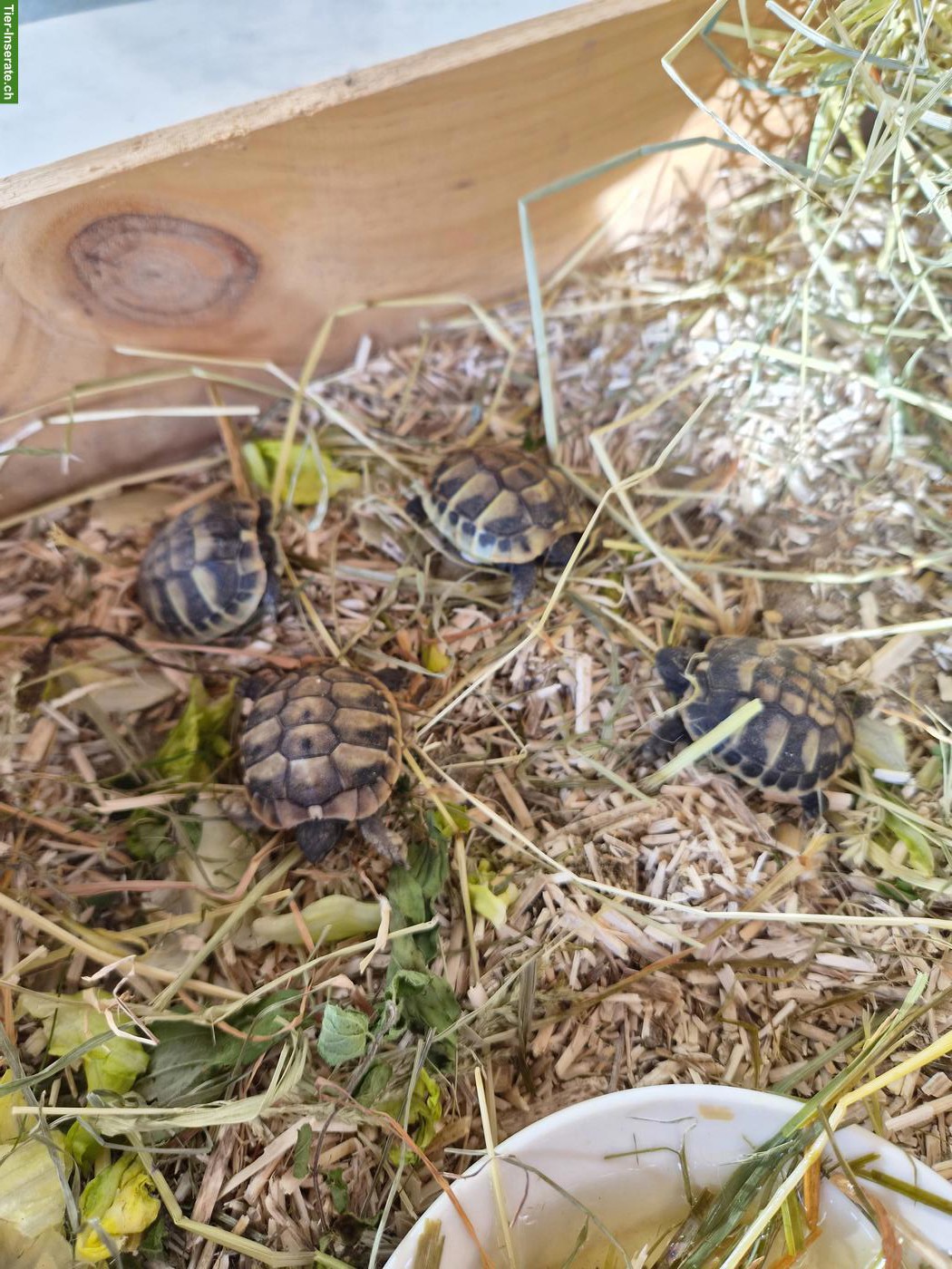 Bild 2: Junge Griechische Landschildkröten aus Naturbrut