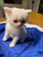 Reinrassiges BKH Kitten, Kater in wunderschönem Weiss