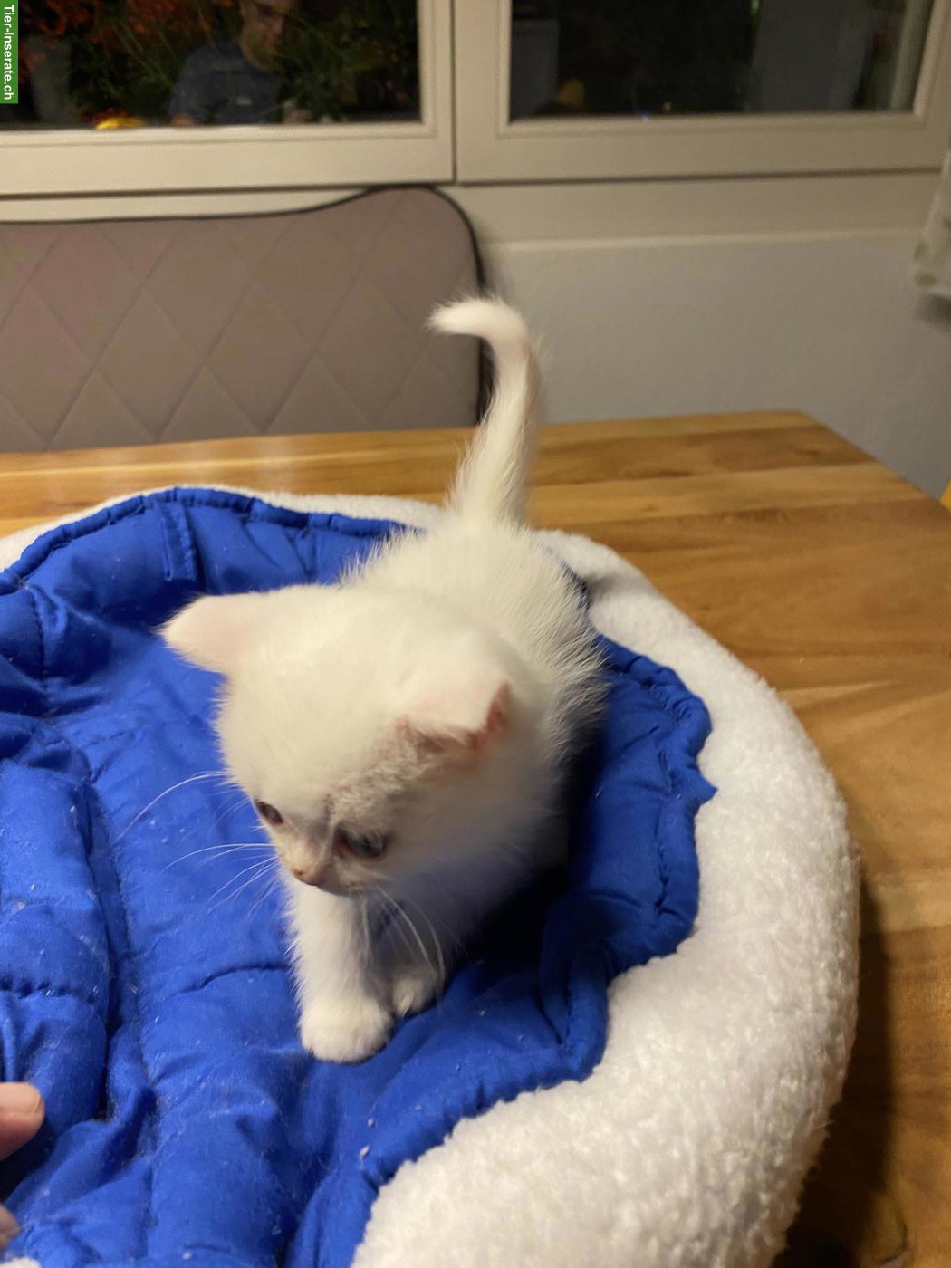 Bild 2: Reinrassiges BKH Kitten, Kater in wunderschönem Weiss