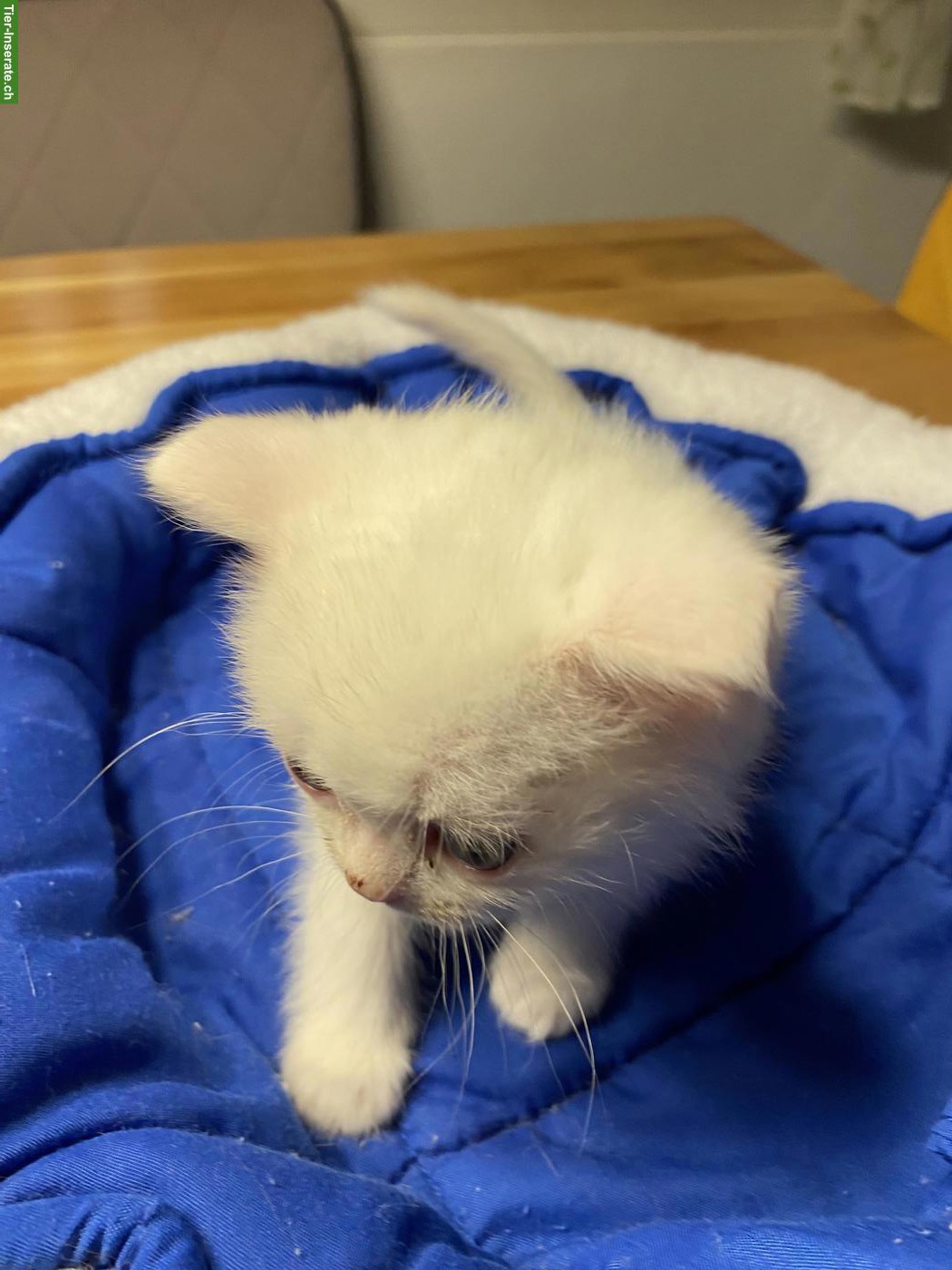 Bild 3: Reinrassiges BKH Kitten, Kater in wunderschönem Weiss