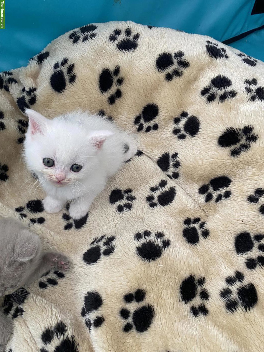 Bild 4: Reinrassiges BKH Kitten, Kater in wunderschönem Weiss