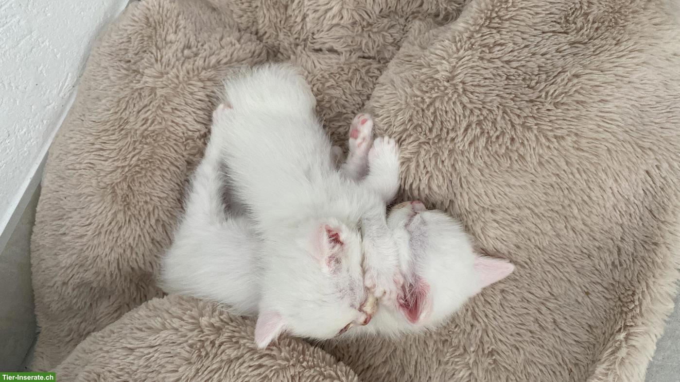 Bild 5: Reinrassiges BKH Kitten, Kater in wunderschönem Weiss