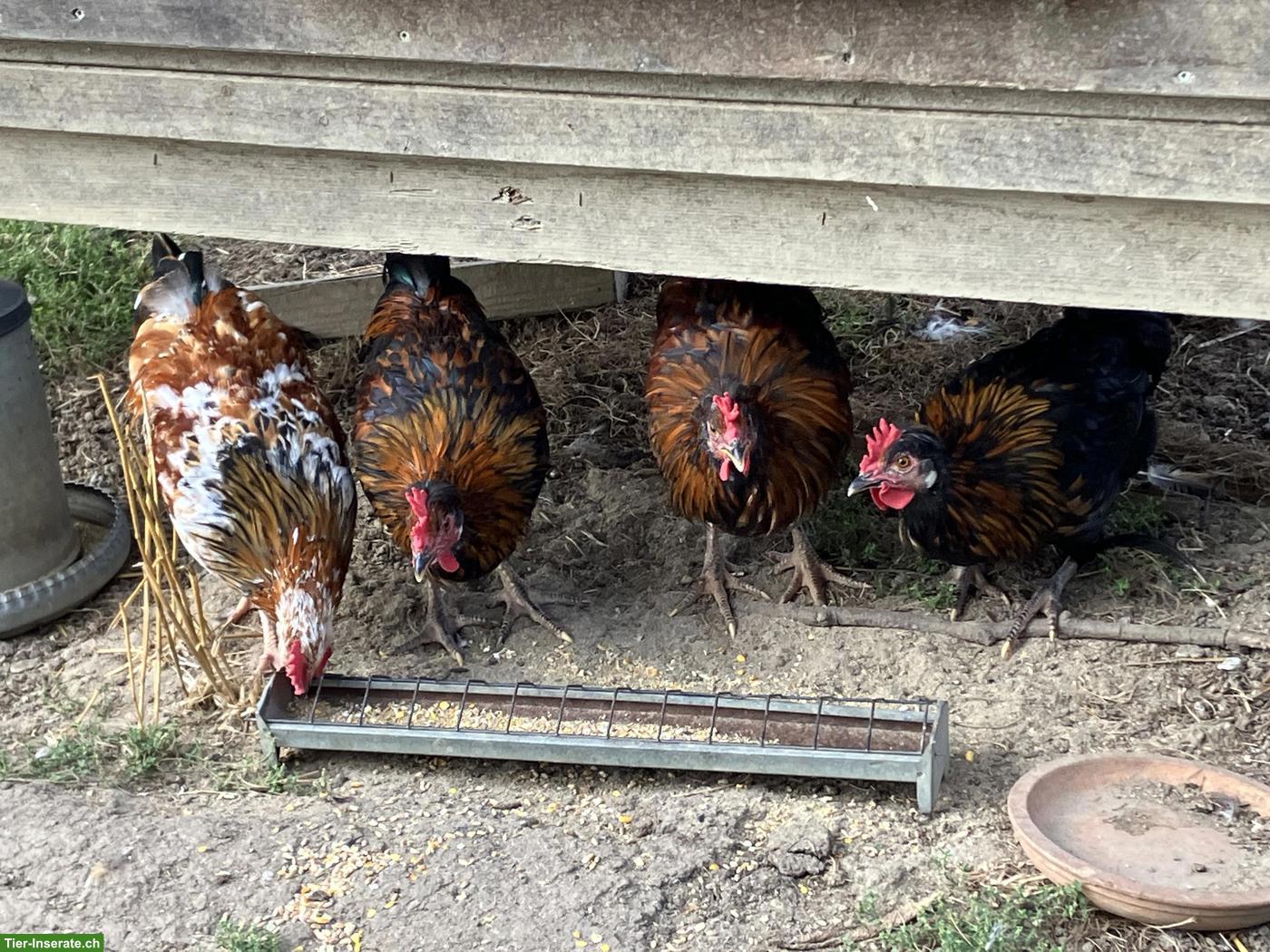 Junger Blumenhuhn Hahn