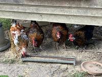 Junger Blumenhuhn Hahn