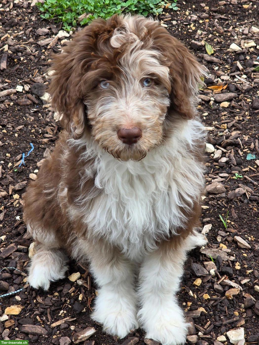Süsse Aussiedoodle Welpen, weiblich suchen ein Zuhause