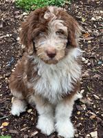 Süsse Aussiedoodle Welpen, weiblich suchen ein Zuhause