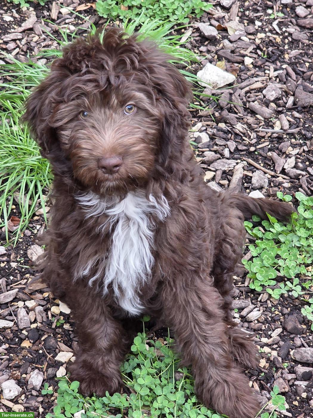 Bild 2: Süsse Aussiedoodle Welpen, weiblich suchen ein Zuhause