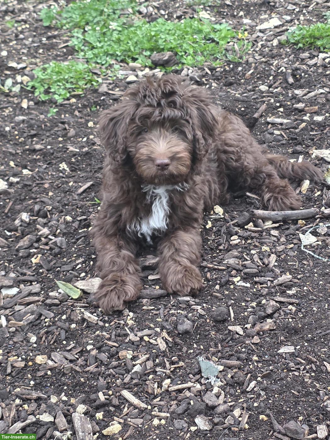 Bild 3: Süsse Aussiedoodle Welpen, weiblich suchen ein Zuhause