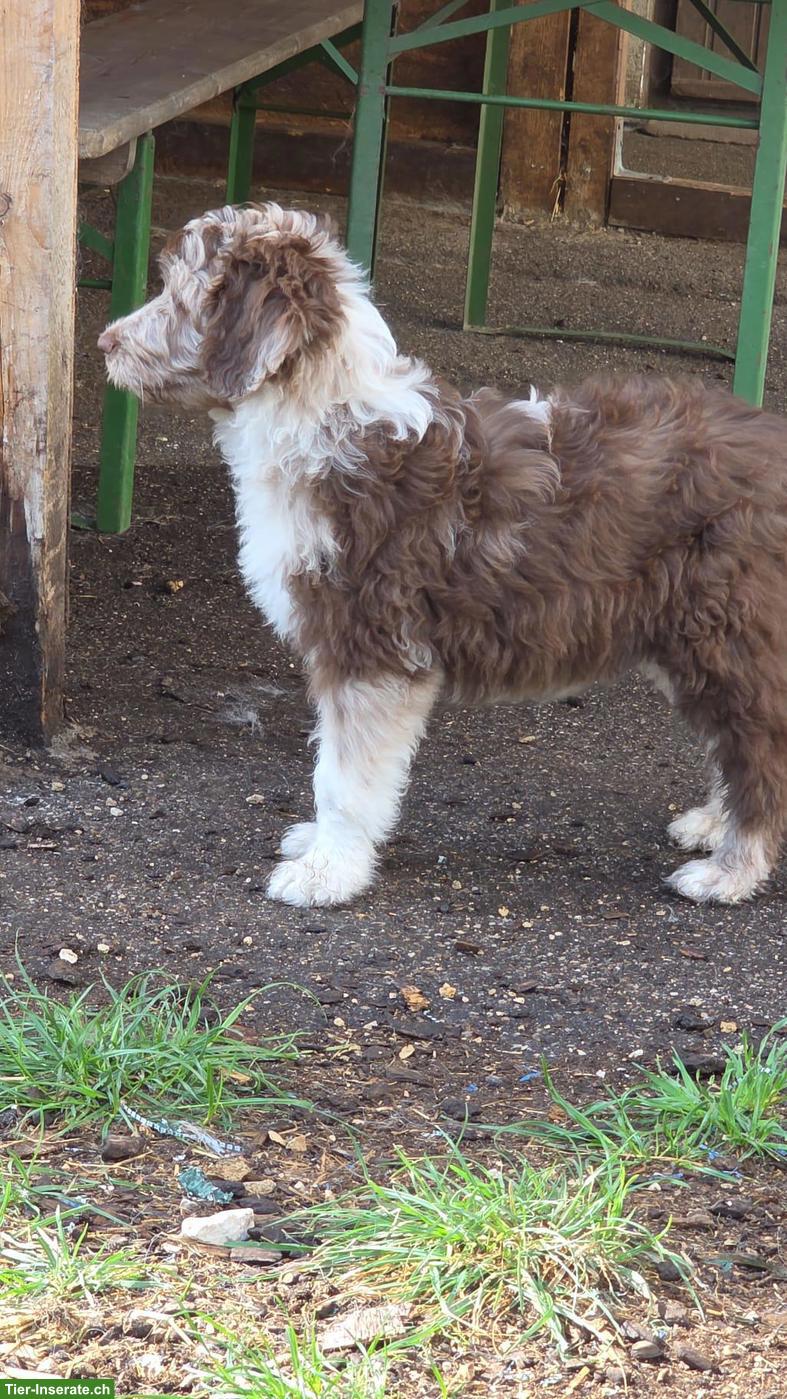 Bild 4: Süsse Aussiedoodle Welpen, weiblich suchen ein Zuhause
