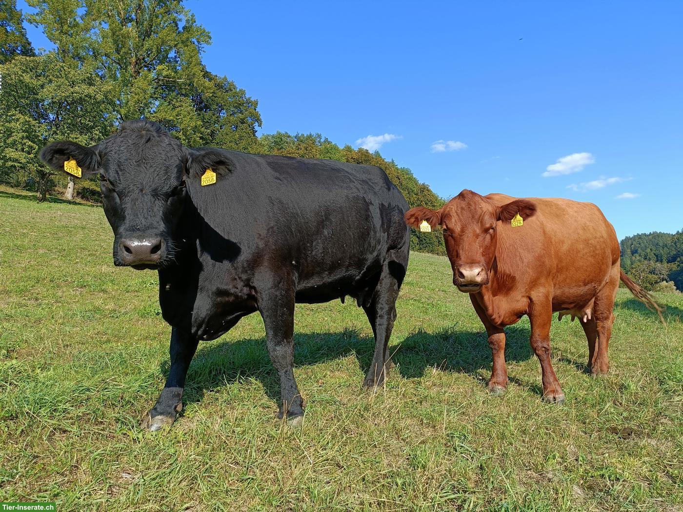 Tragende Angus Mutterkühe, Bio