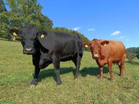 Tragende Angus Mutterkühe, Bio