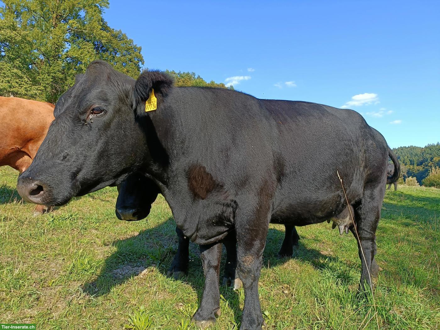 Bild 2: Tragende Angus Mutterkühe, Bio