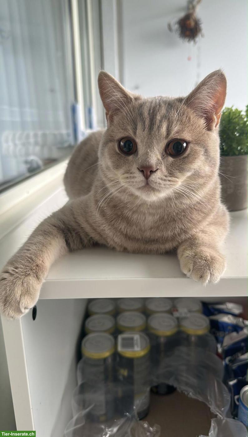 BKH Kater zu verkaufen