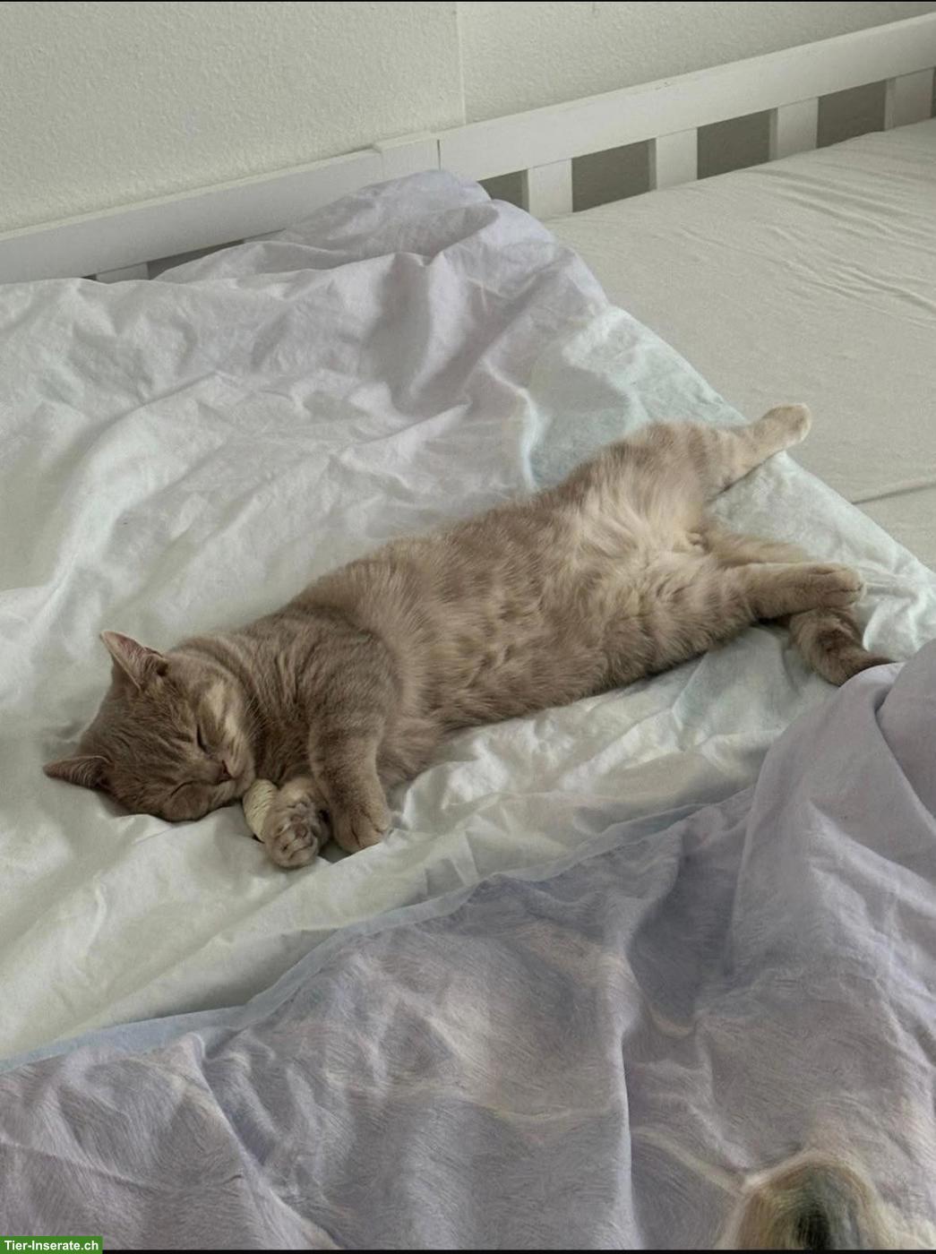 Bild 2: BKH Kater zu verkaufen