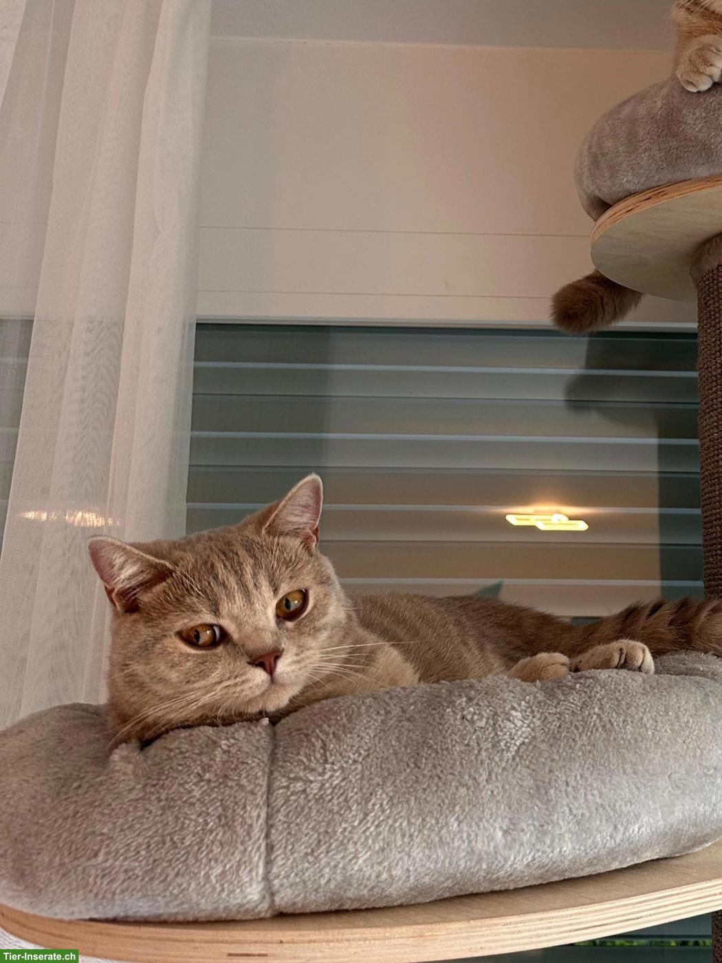 Bild 3: BKH Kater zu verkaufen