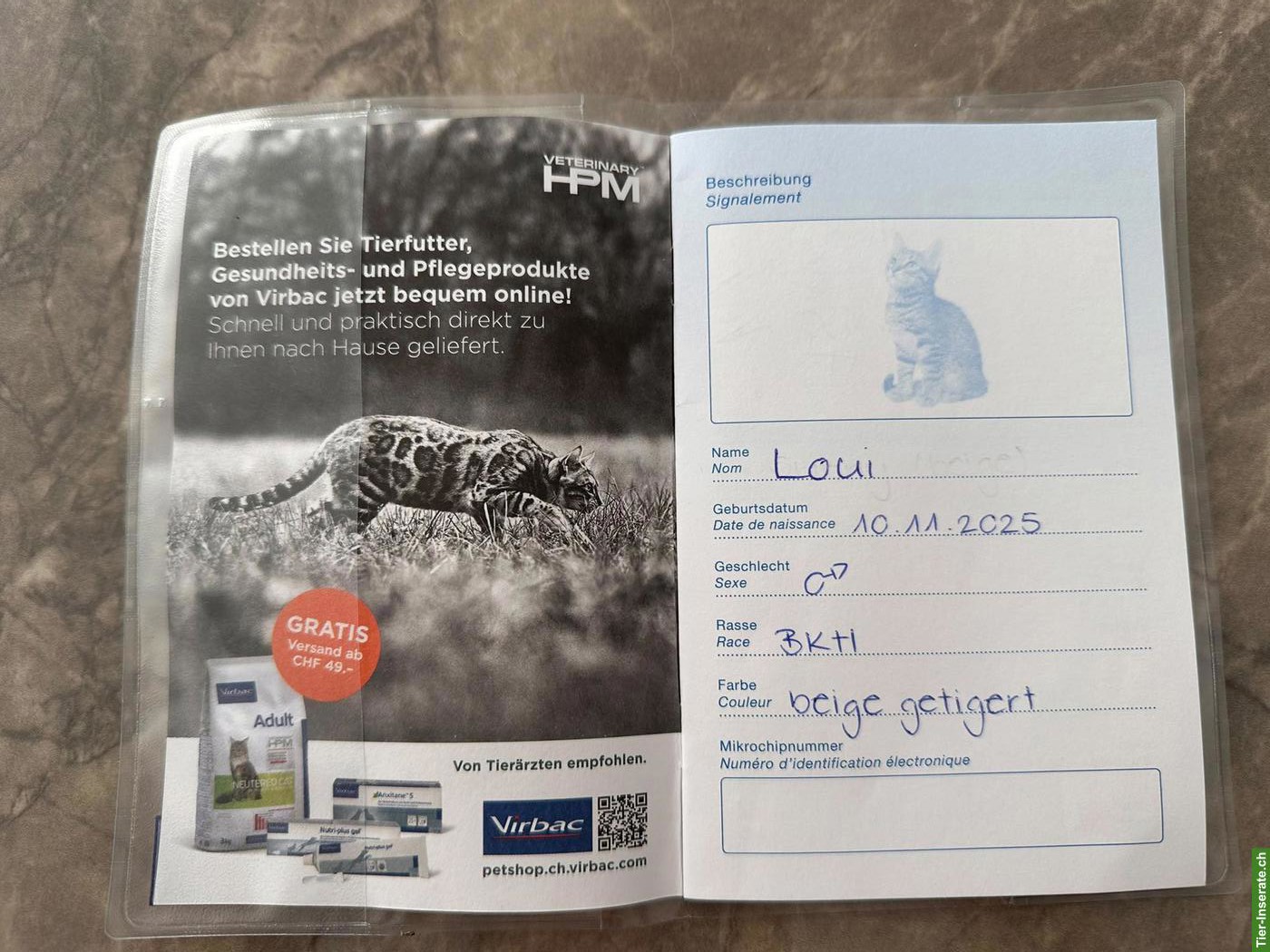 Bild 4: BKH Kater zu verkaufen
