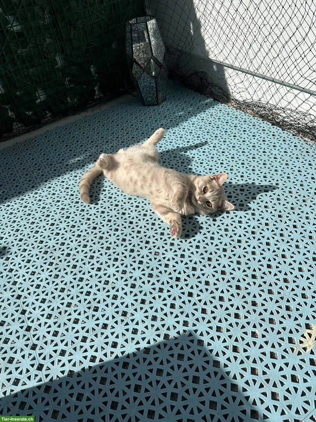 Bild 6: BKH Kater zu verkaufen