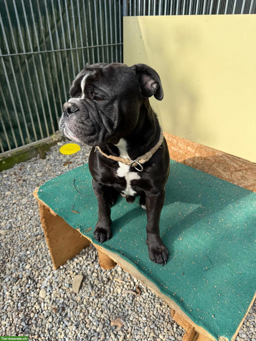Continental Bulldog Rüde OLLI sucht sein Für-immer-Zuhause
