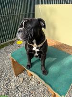 Continental Bulldog Rüde OLLI sucht sein Für-immer-Zuhause