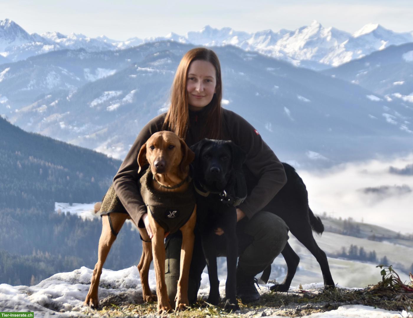 Professionelle Hundebetreuung in Märstetten (FBA Dogwalker)