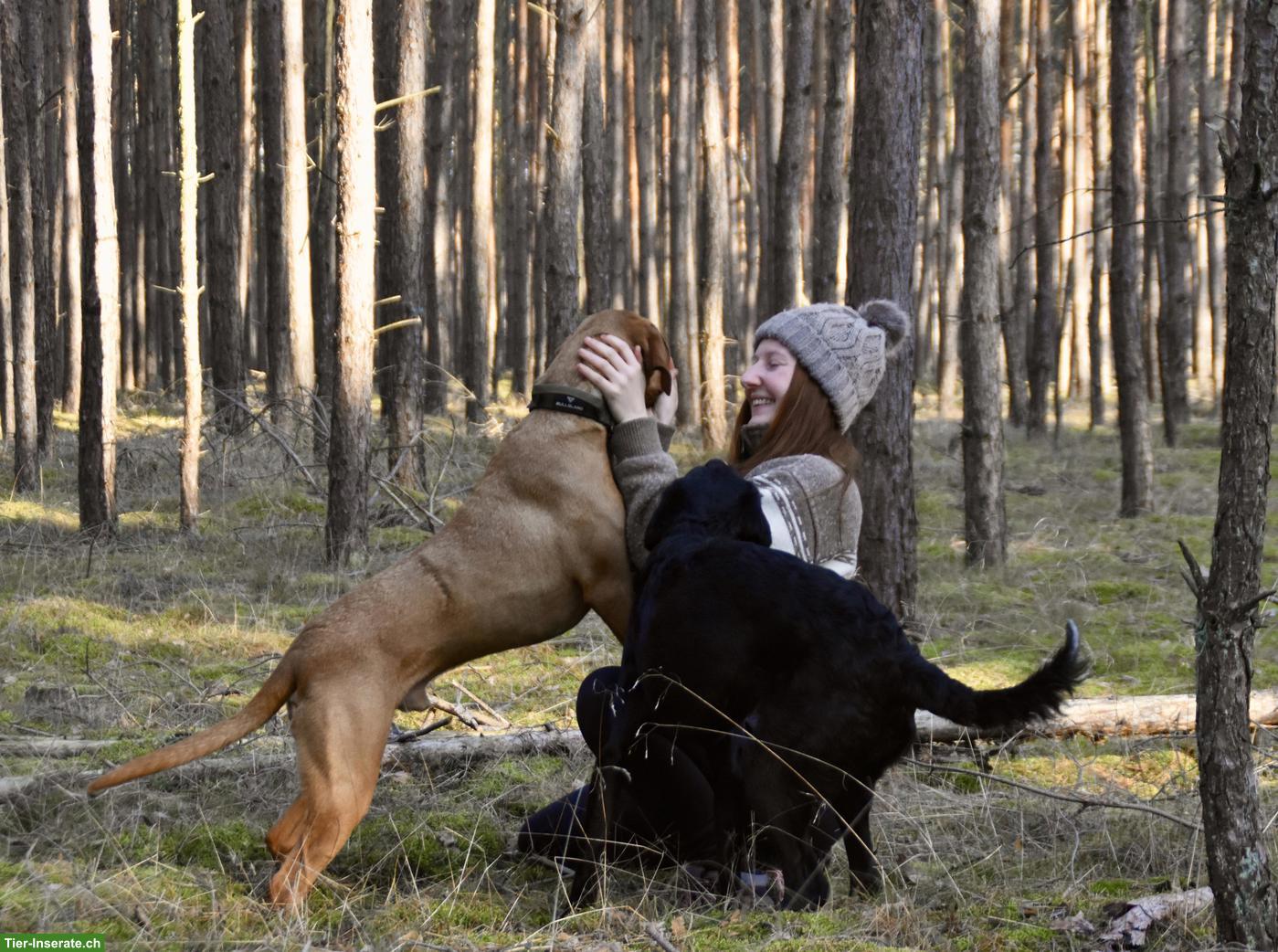 Bild 2: Professionelle Hundebetreuung in Märstetten (FBA Dogwalker)