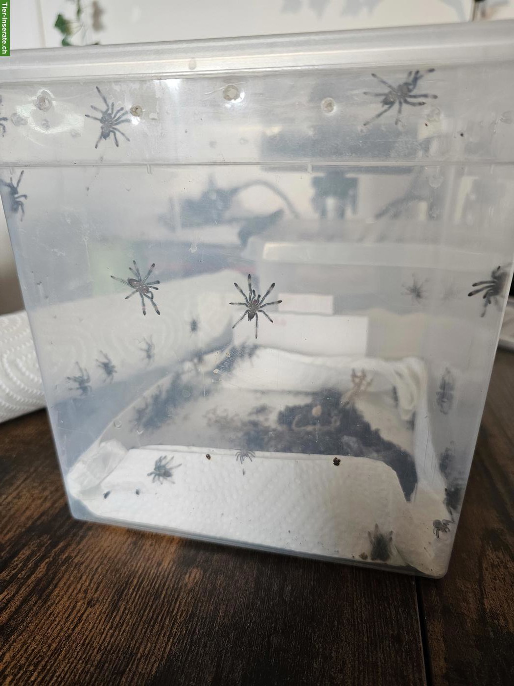0.0.x Psalmopoeus cambridgei Vogelspinnen Nachzucht