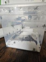 0.0.x Psalmopoeus cambridgei Vogelspinnen Nachzucht