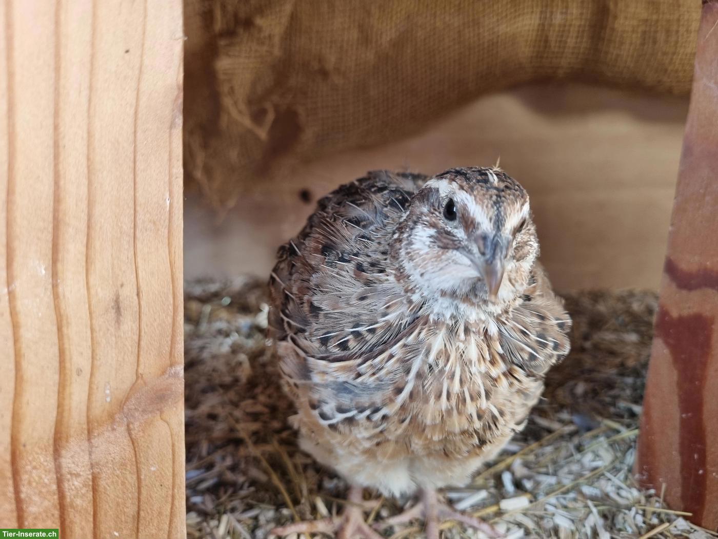 Bild 2: Junge Legewachteln & Hähne aus Wachtelzucht Toggenburg