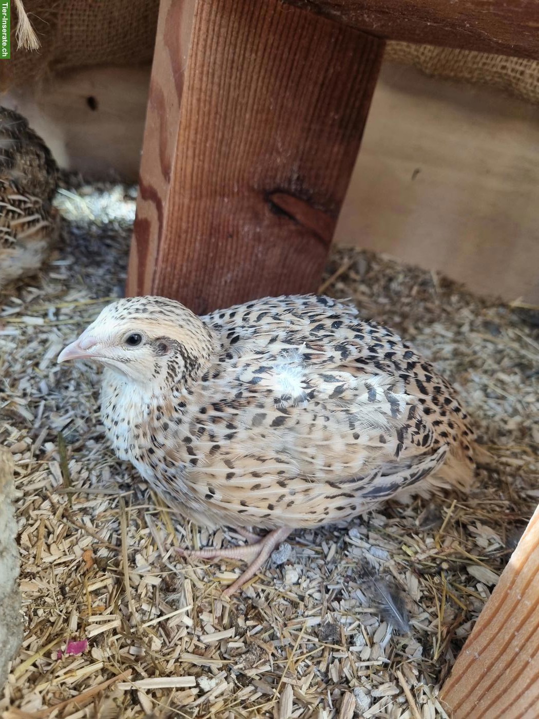 Bild 3: Junge Legewachteln & Hähne aus Wachtelzucht Toggenburg