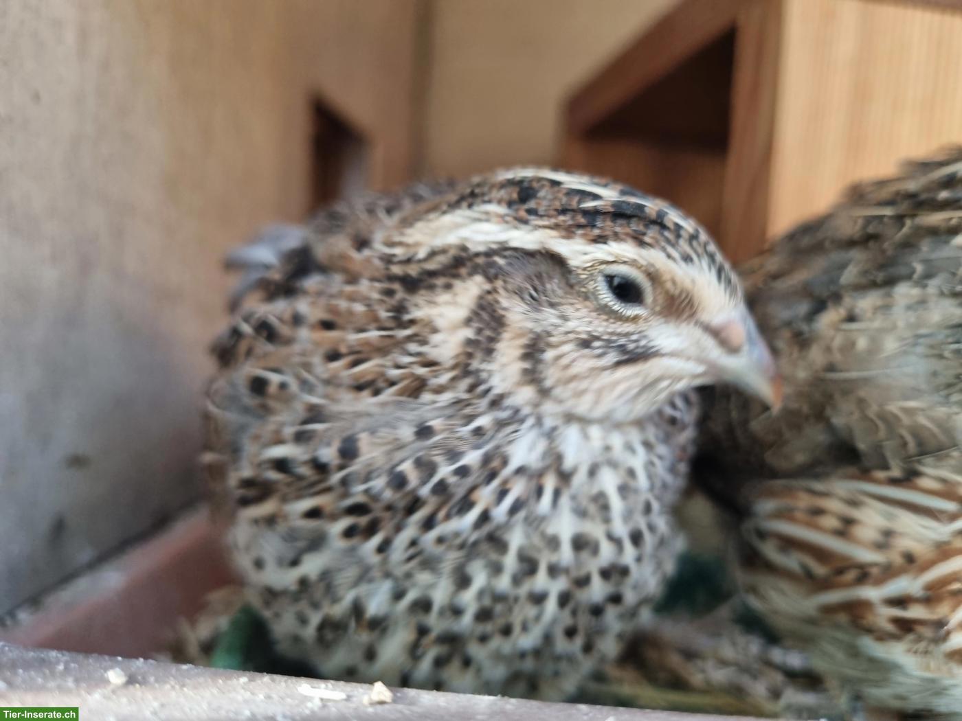 Bild 5: Junge Legewachteln & Hähne aus Wachtelzucht Toggenburg