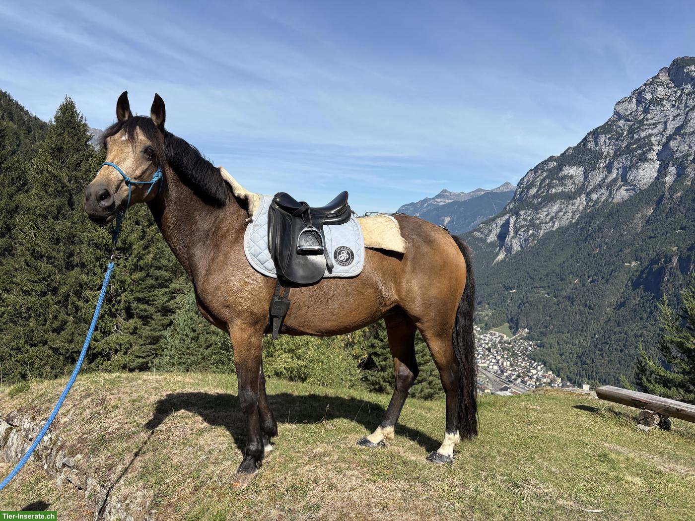New Forest Pony für Sport, Freizeit, Wanderreiten oder Therapiepferd