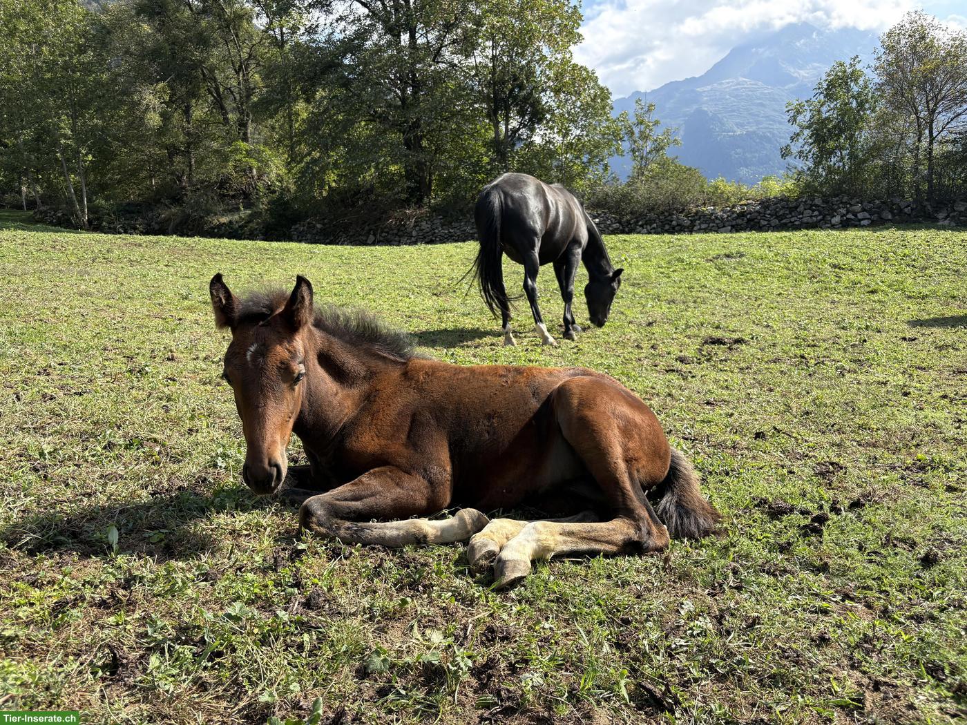 Bild 2: New Forest Pony für Sport, Freizeit, Wanderreiten oder Therapiepferd