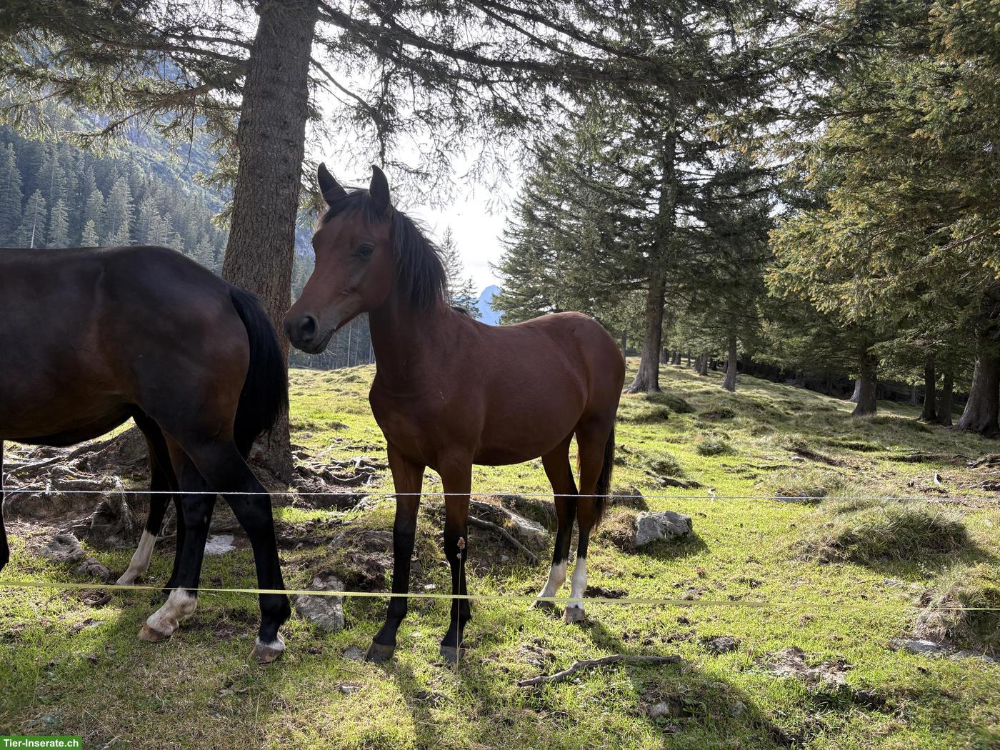 Bild 3: New Forest Pony für Sport, Freizeit, Wanderreiten oder Therapiepferd