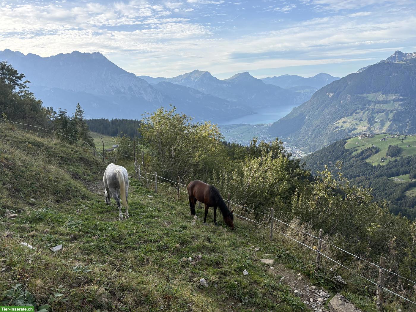 Bild 5: New Forest Pony für Sport, Freizeit, Wanderreiten oder Therapiepferd