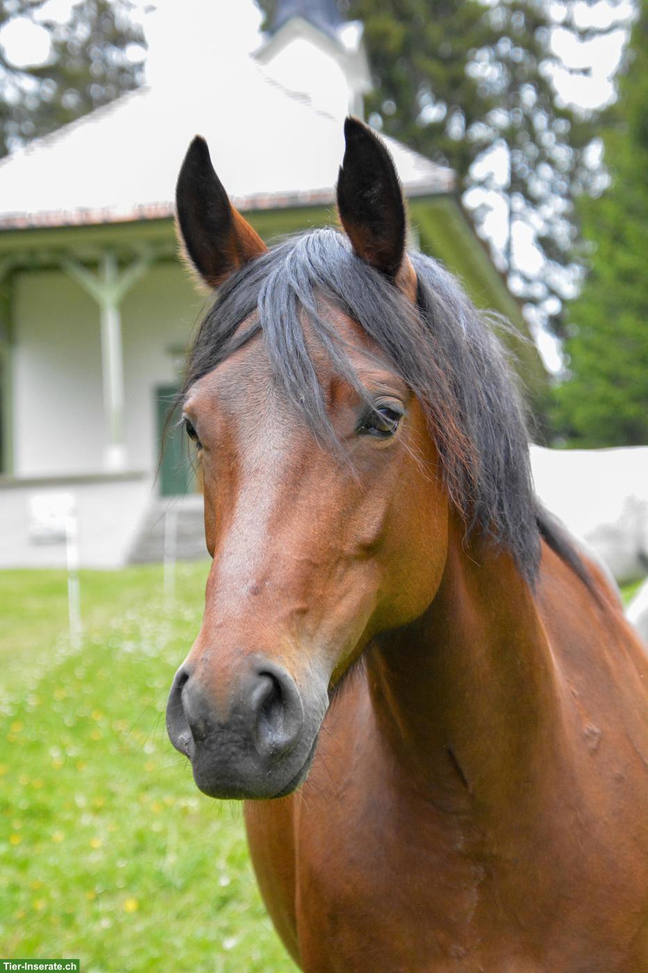 Bild 6: New Forest Pony für Sport, Freizeit, Wanderreiten oder Therapiepferd