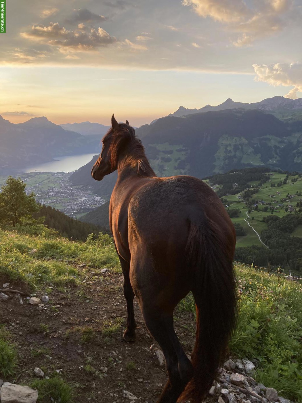 Bild 7: New Forest Pony für Sport, Freizeit, Wanderreiten oder Therapiepferd