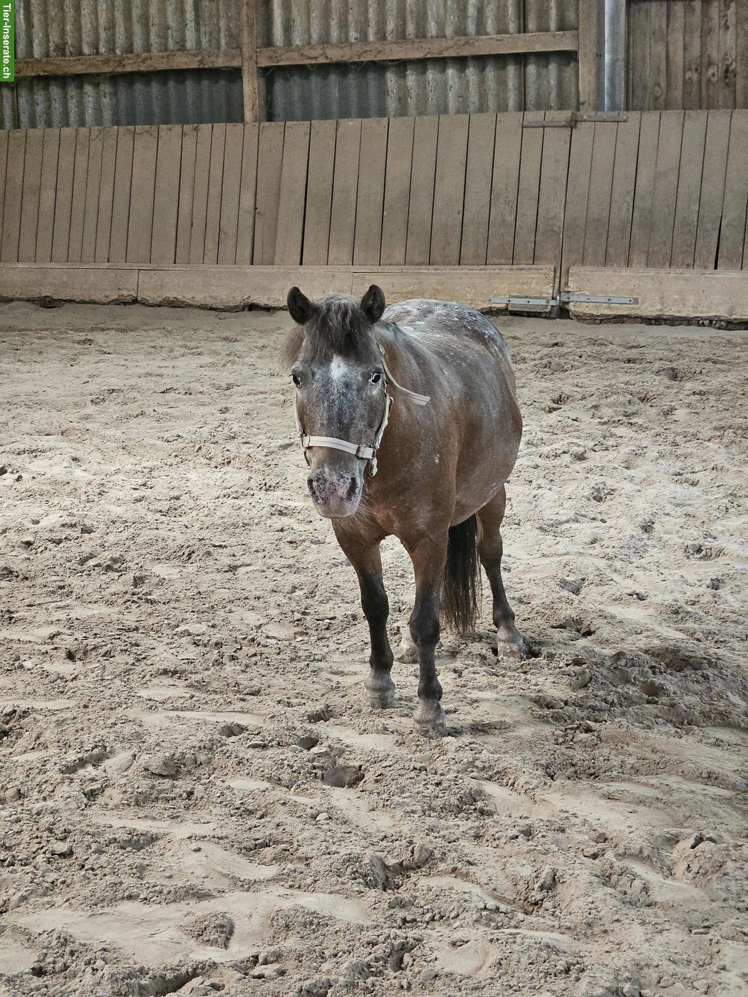 Shettlandpony Stute zu verkaufen
