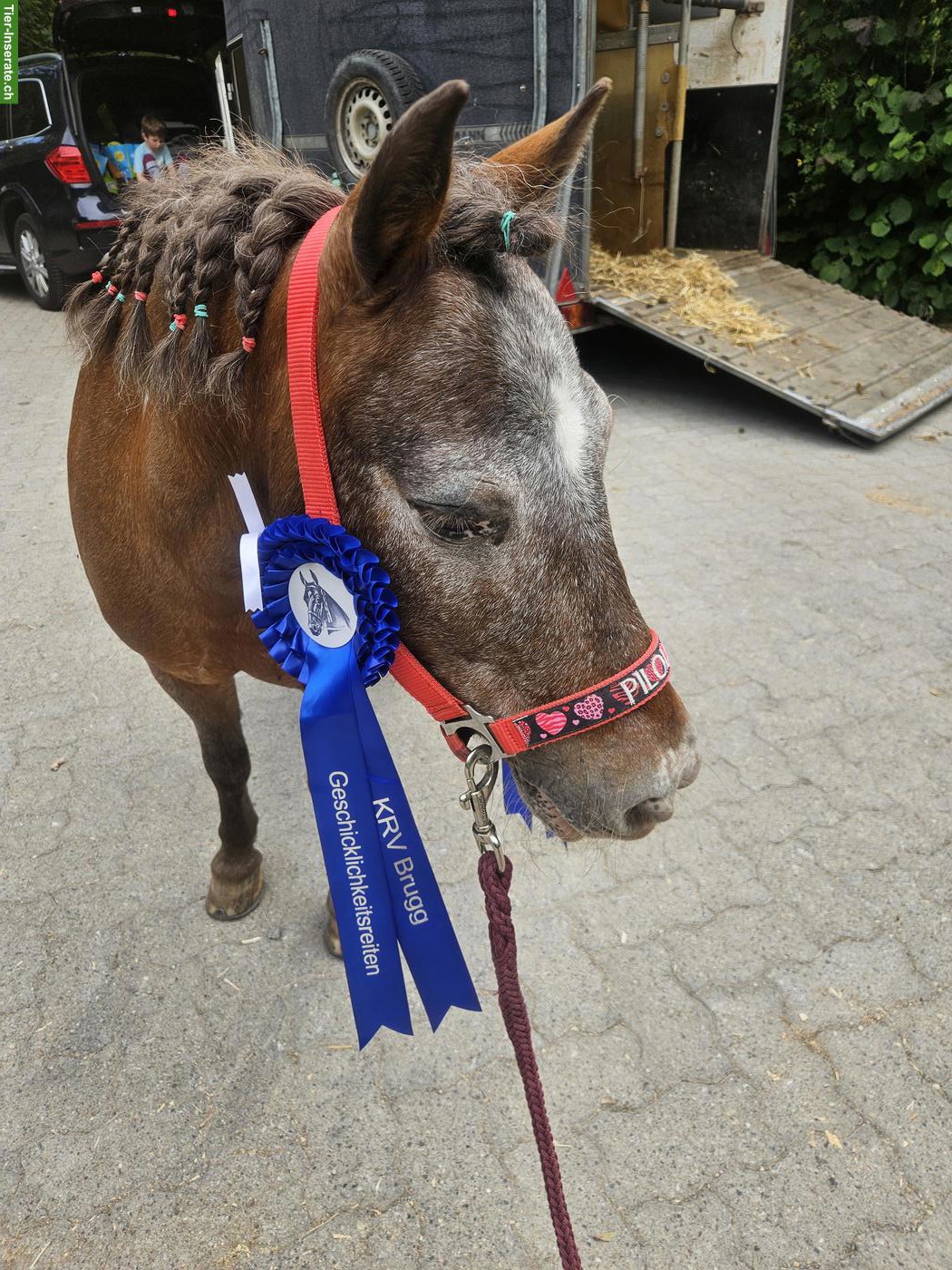 Bild 2: Shettlandpony Stute zu verkaufen