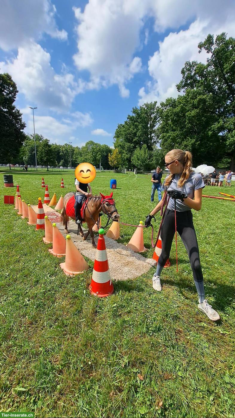 Bild 3: Shettlandpony Stute zu verkaufen