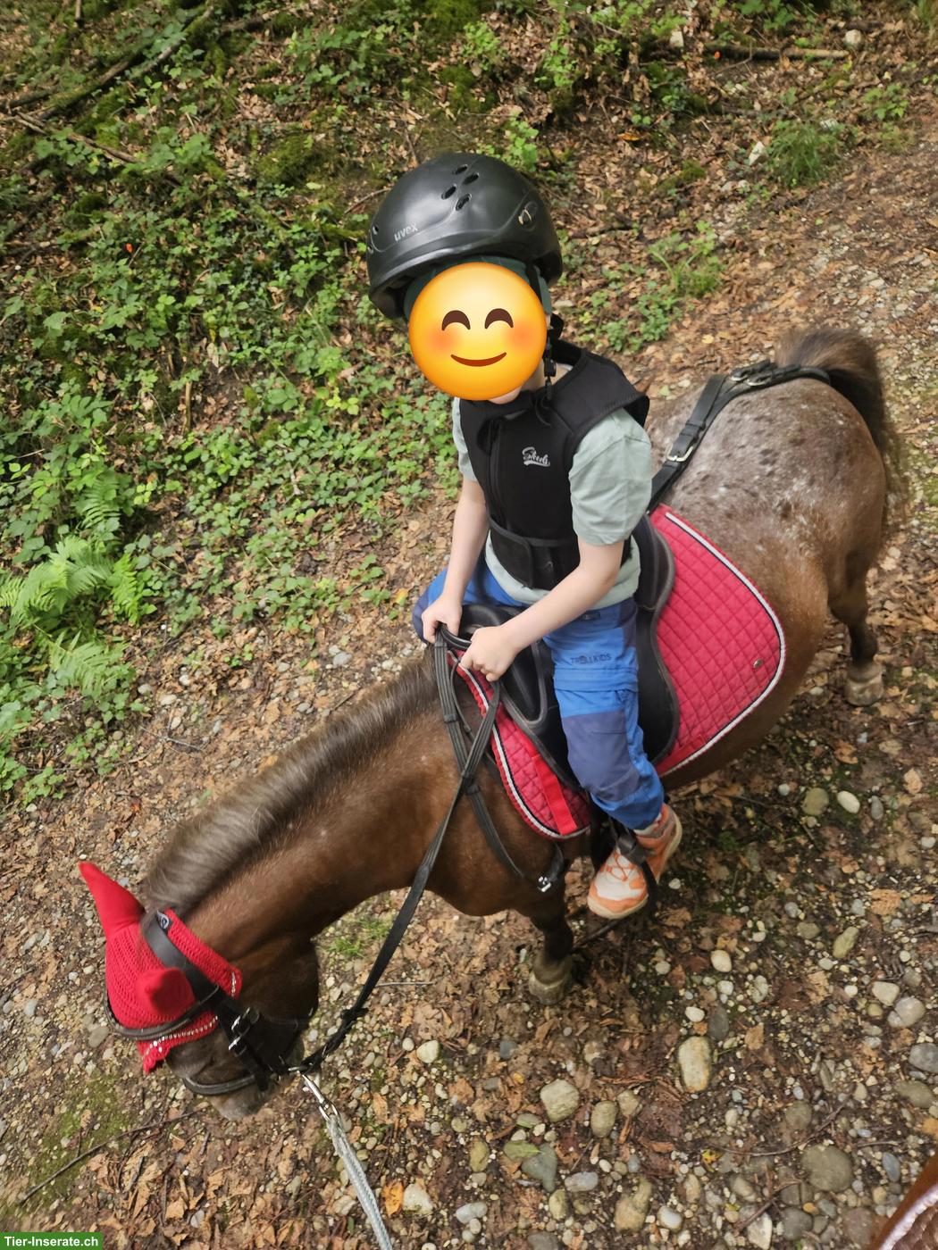 Bild 5: Shettlandpony Stute zu verkaufen