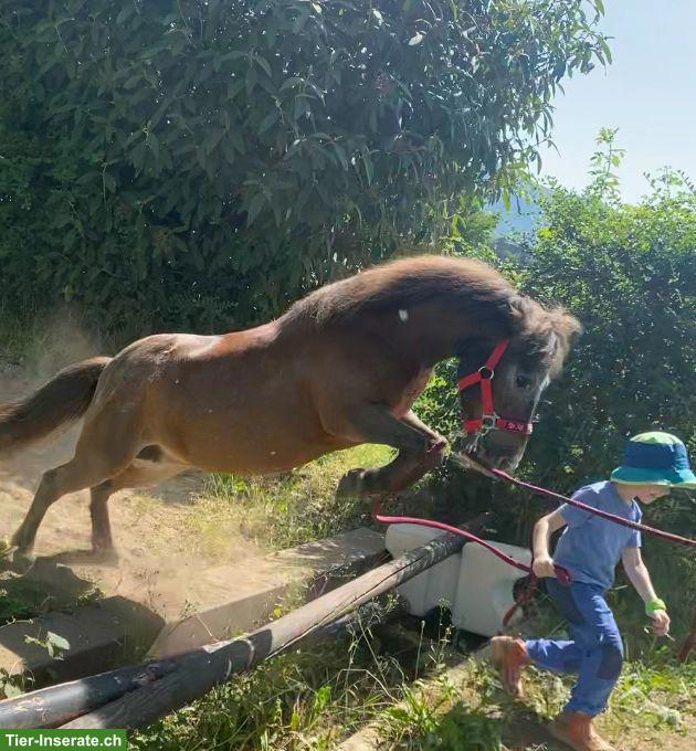 Bild 6: Shettlandpony Stute zu verkaufen
