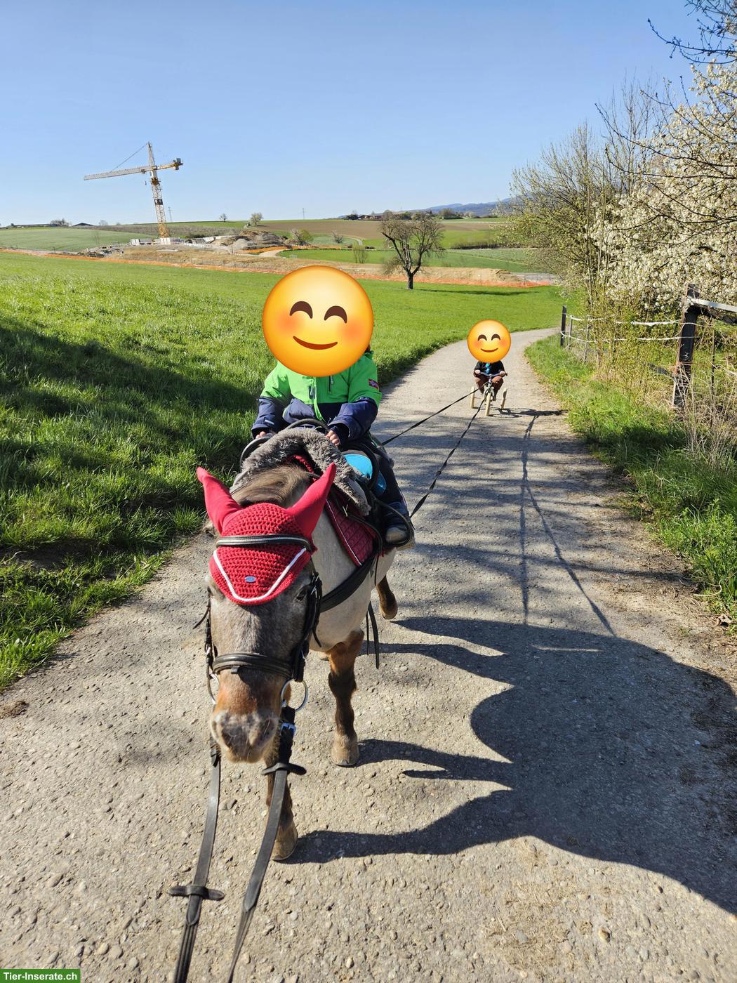 Bild 7: Shettlandpony Stute zu verkaufen