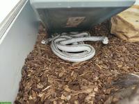 2 Erdnattern Licorice, auf Wunsch mit Terrarium