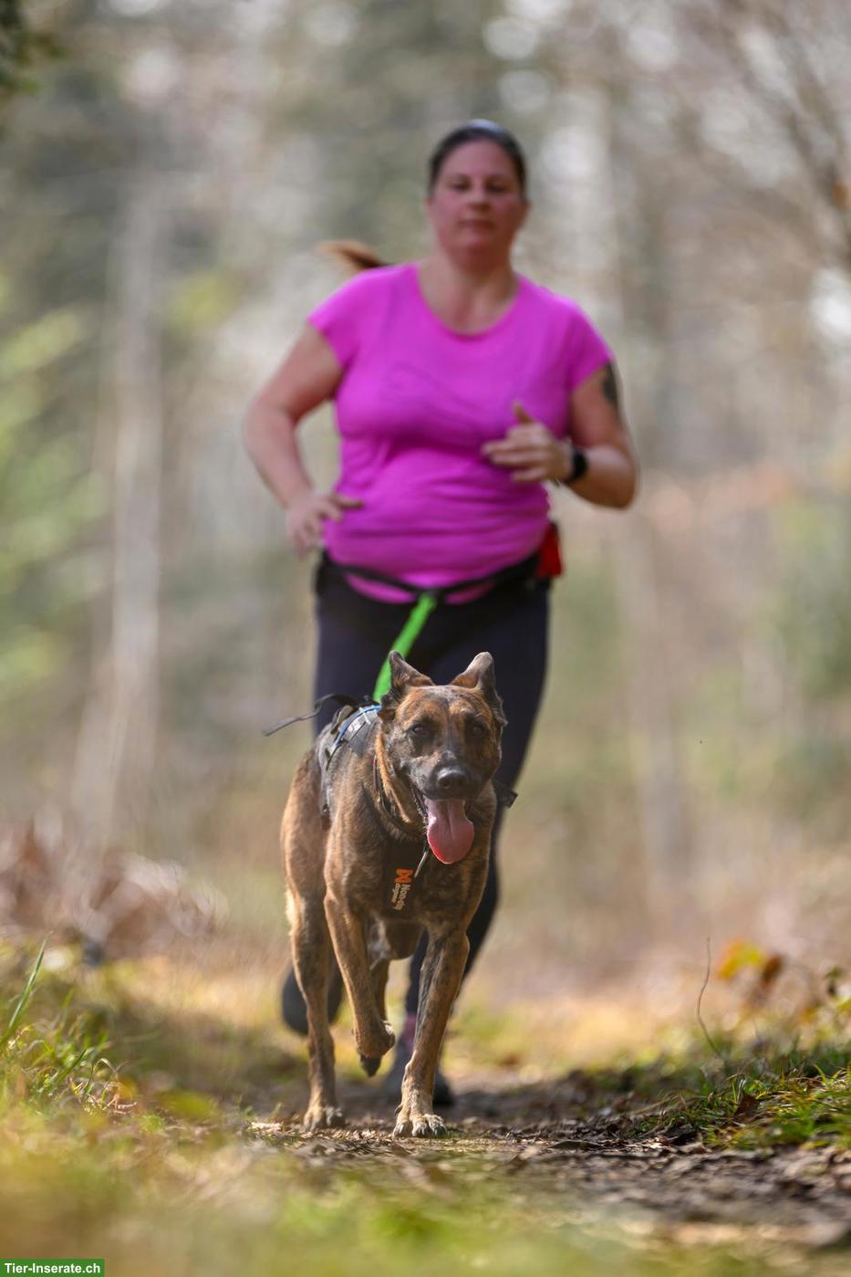 Canicross & Canitrail, Laufen und Zughundesport mit Hund