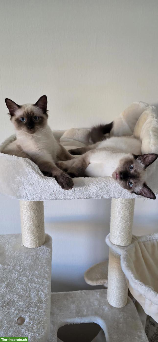 Bild 4: 2 zuckersüsse Heilige Birma Kitten suchen liebevolles Zuhause